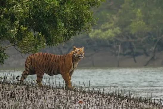 Sundarbans