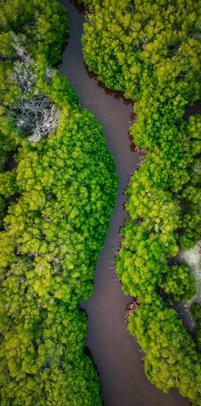 A Boat Journey in the Sundarbans