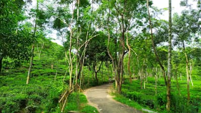 Discovering Srimangal Tea Gardens