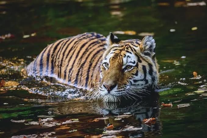 Travel Guide to Sundarbans Mangrove Forest